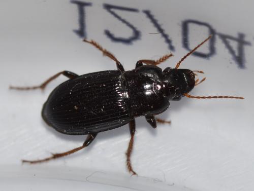 Harpalus atratus